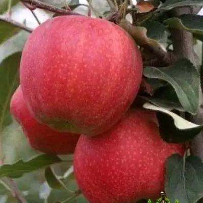 Яблоня ГАЛА ШНИГА в Дзержинске