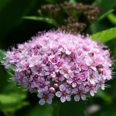 Спирея ПИНК СПАРКЛЕР в Дзержинске