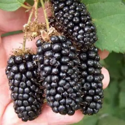 Ежевика ЛОХ НЕСС бесшипная  в Дзержинске