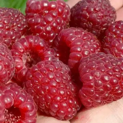 Малина ГИГАНТ РУБИНОВЫЙ в Дзержинске