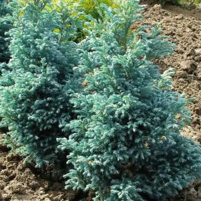 Кипарисовик БУЛЕВАРД горохоплодный в Дзержинске