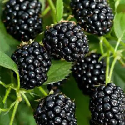 Ежевика КИТАНИНИ бесшипная  в Дзержинске