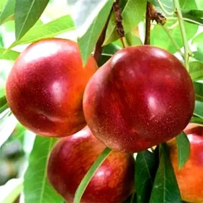 Нектарин СТАРК РЕД ГОЛД в Дзержинске