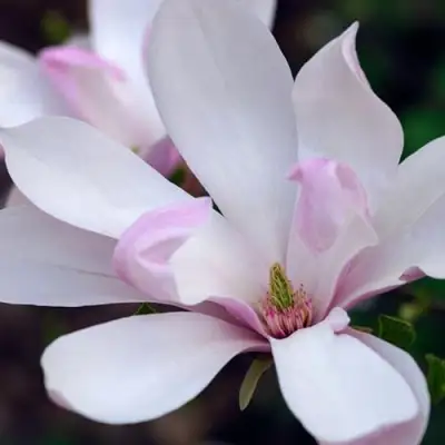 Магнолия ПИНКИ в Дзержинске