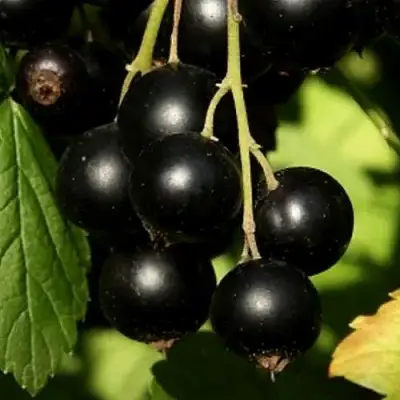 Смородина черная КЛУССОНОВСКАЯ в Дзержинске