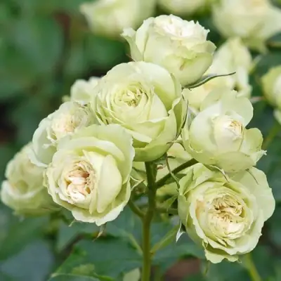 Роза ГРИН ДАЙМОНД миниатюрная в Дзержинске