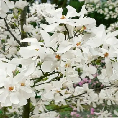 Магнолия ЛЕБНЕРА МЕРРИЛЛ в Дзержинске