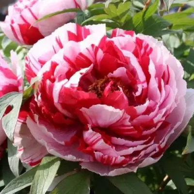 Пион РЕД ВИЗ ПИНК древовидный в Дзержинске