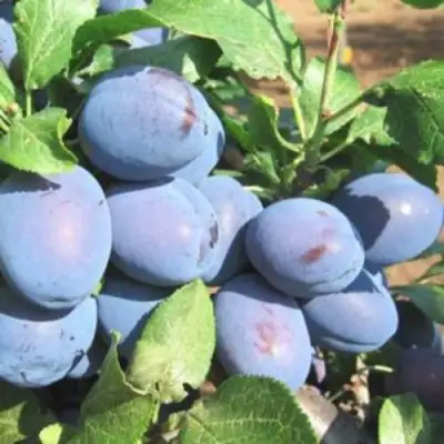 Слива ГИЛЬБЕРТ в Дзержинске