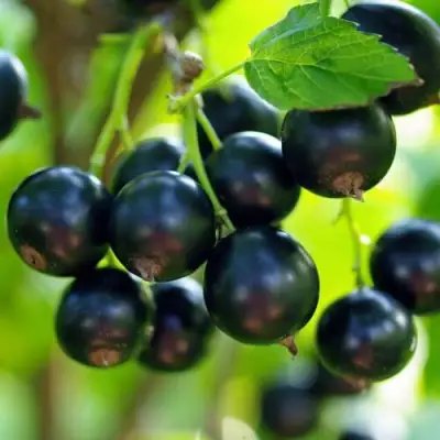 Смородина чёрная ВЕЛОЙ (ЛЕНИНГРАДСКАЯ СЛАДКАЯ) в Дзержинске