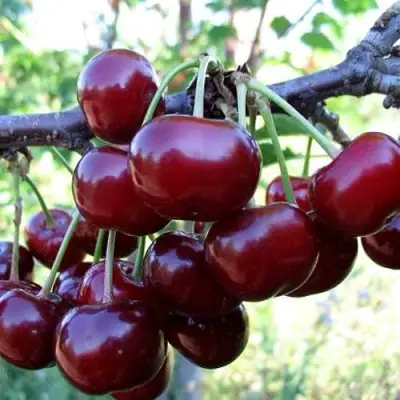 Дюк ЖИВИЦА (ЧЕРЕВИШНЯ) в Дзержинске