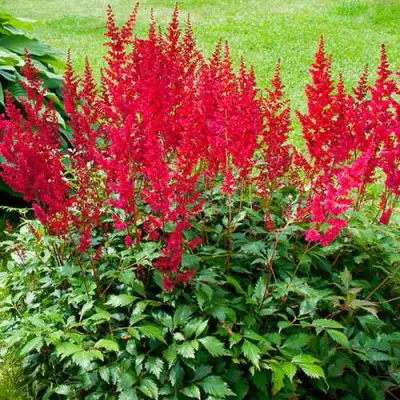 Астильба КОБЛЕНЦ японская в Дзержинске