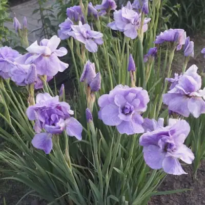 Ирис ИМПЕРИАЛ ОПАЛ сибирский в Дзержинске