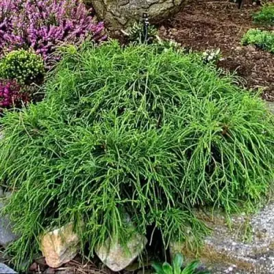 Кипарисовик ФИЛИФЕРА НАНА горохоплодный  в Дзержинске