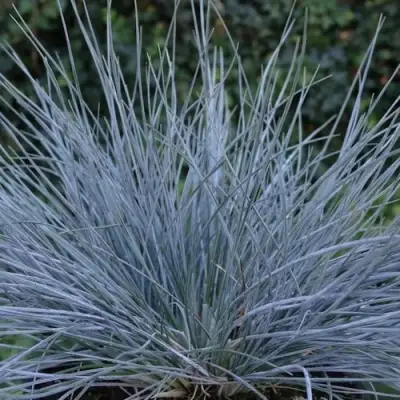 Овсяница АЙСФОГЕЛЬ сизая в Дзержинске