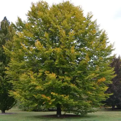 Бук лесной в Дзержинске