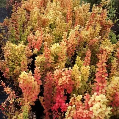 Барбарис САММЕР САНСЕТ тунберга в Дзержинске