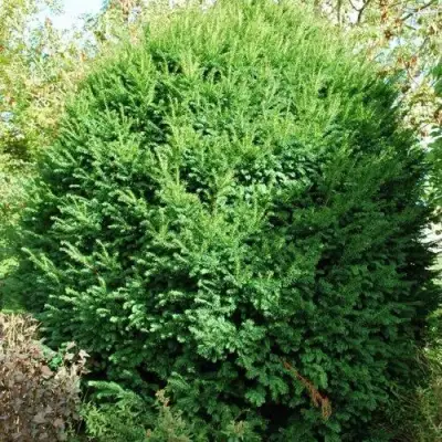 Тис РЕПАНДЕНС ягодный в Дзержинске