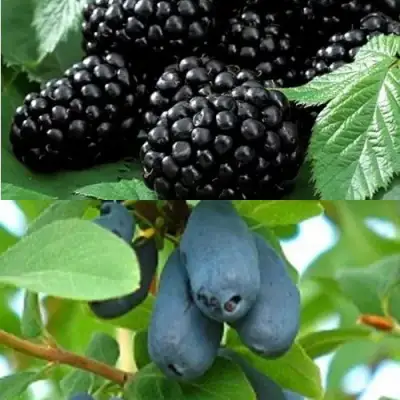 Комплект ЯГОДНЫЙ ДУЭТ в Дзержинске