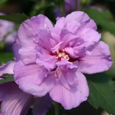 Гибискус АРДЕНС сирийский в Дзержинске