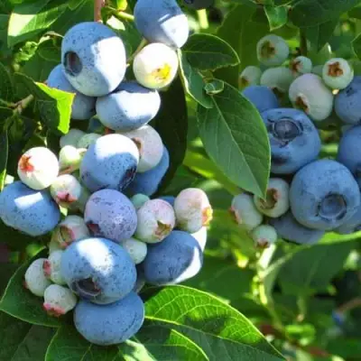 Голубика ДАРРОУ в Дзержинске