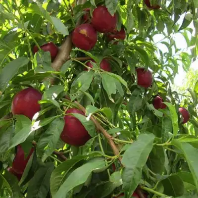 Нектарин ЭКСТРИМ БЬЮТИ в Дзержинске