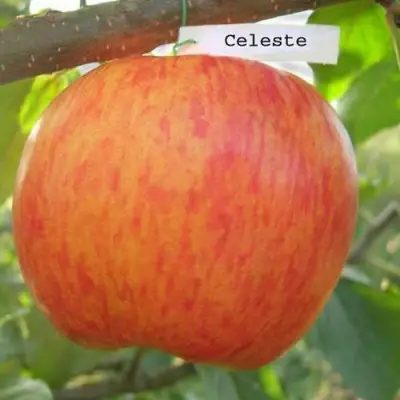 Яблоня ЦЕЛЕСТЕ в Дзержинске