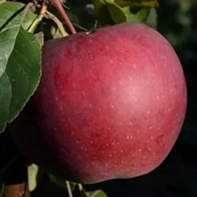 Яблоня БЕЛОРУССКОЕ СЛАДКОЕ в Дзержинске