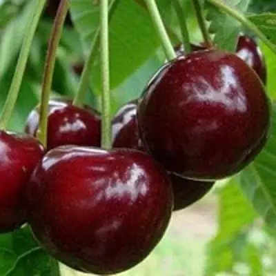 Вишня МИЛАВИЦА в Дзержинске