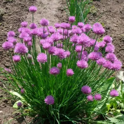 Лук-шнитт в Дзержинске