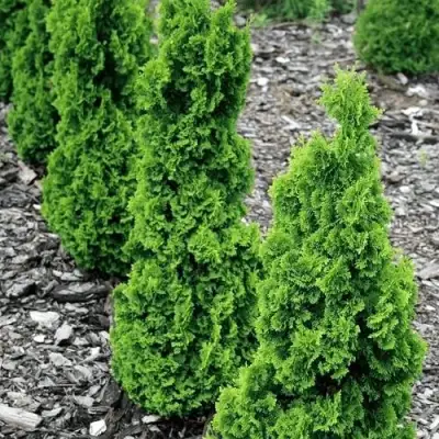 Туя ЗМАТЛИК западная в Дзержинске