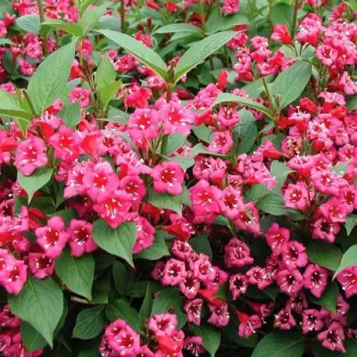 Вейгела БРИСТОЛЬ РУБИ в Дзержинске