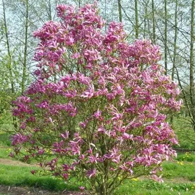 Магнолия СЬЮЗАН в Дзержинске