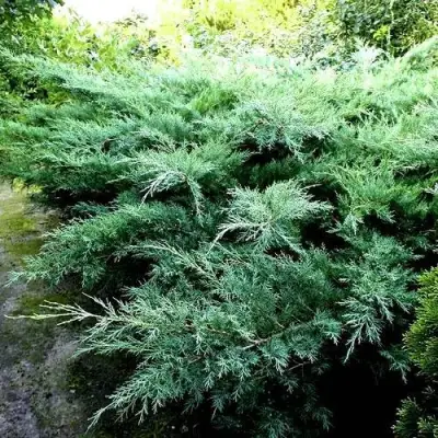 Можжевельник ПФИТЦЕРИАНА ГЛАУКА  средний в Дзержинске
