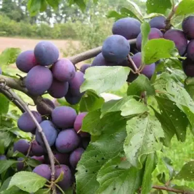 Слива ПЕРДРИГОН в Дзержинске