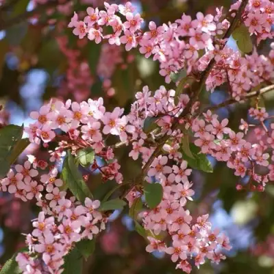 Черемуха КОЛОРАТА в Дзержинске