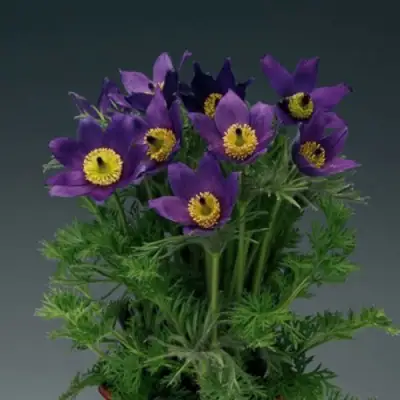 Прострел ПИНВИЛ БЛЮ ШЕЙДЕС в Дзержинске