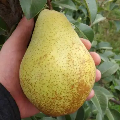 Груша ГЕНЕРАЛ ЛЕКЛЕРК в Дзержинске