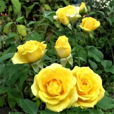 Роза САН СИТИ спрей в Дзержинске