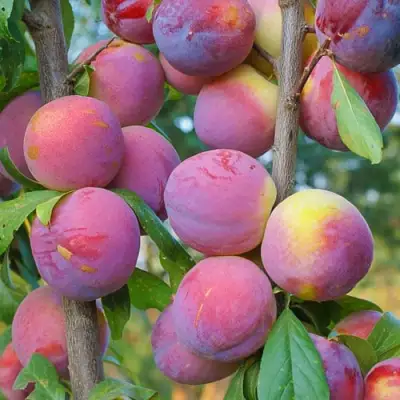 Слива КОЛОННОВИДНАЯ в Дзержинске