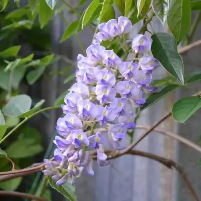 Глициния макростахия БЛЮ МУН в Дзержинске