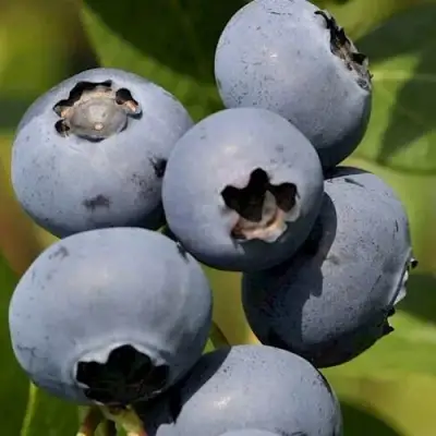 Голубика ЧАНДЛЕР в Дзержинске