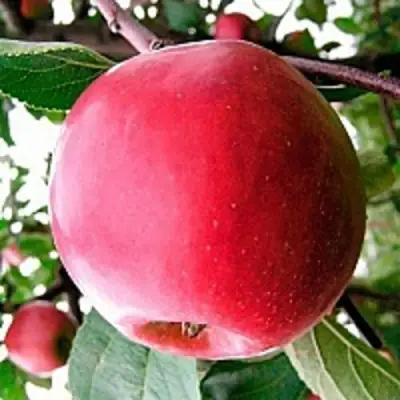 Яблоня КОВАЛЕНКОВСКОЕ в Дзержинске