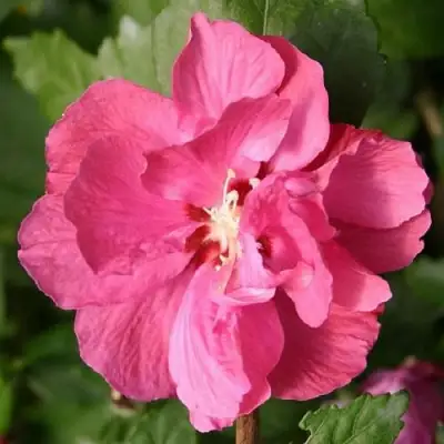 Гибискус ДЮК ДЕ БРАБАНТ сирийский  в Дзержинске