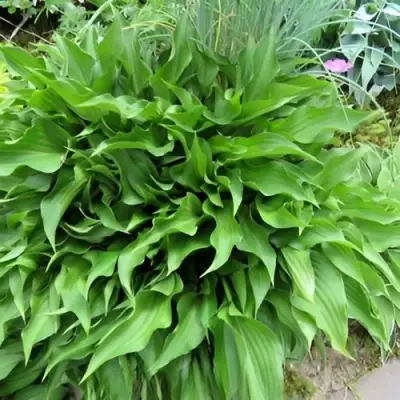 Хоста ГАРРИ ВАН ТРИЕР в Дзержинске