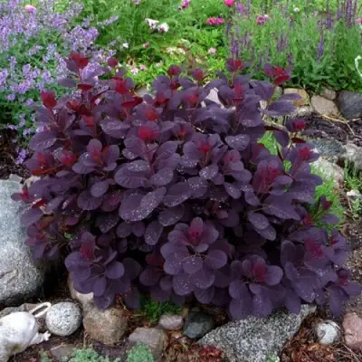 Скумпия РОЯЛ ПЕРПЛ кожевенная в Дзержинске