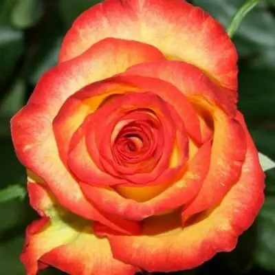 Роза ХАЙ МЭДЖИК чайно-гибридная в Дзержинске