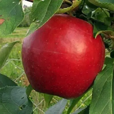 Яблоня РЕДФРИ в Дзержинске