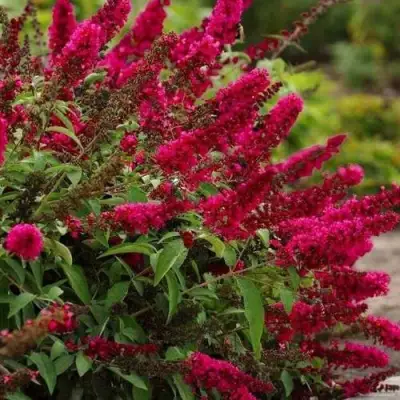 Буддлея давида РОЯЛ РЕД в Дзержинске