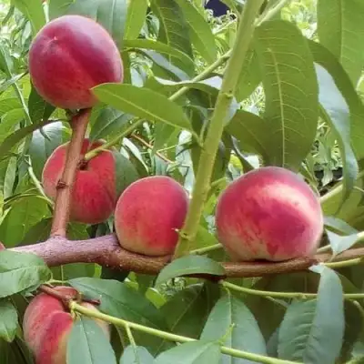 Персик КИЕВСКИЙ РАННИЙ в Дзержинске